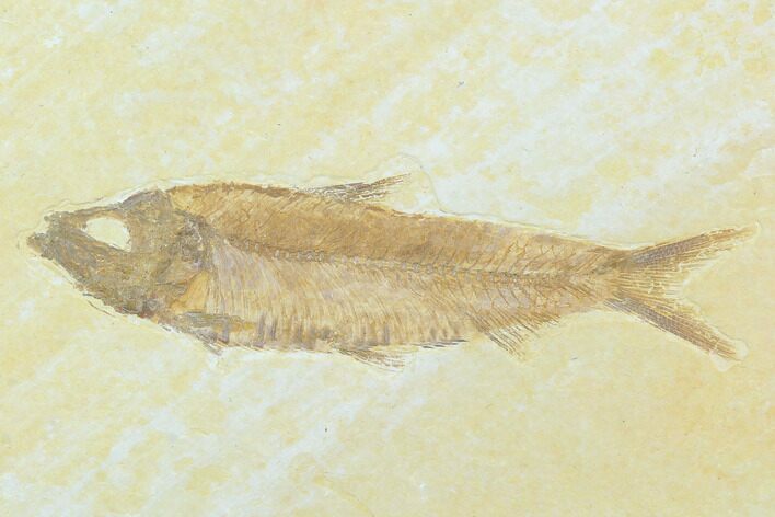 Fossil Fish (Knightia) - Green River Formation #130324